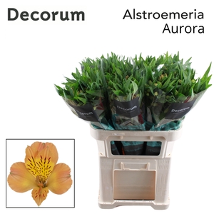 ALSTR AURORA Decorum