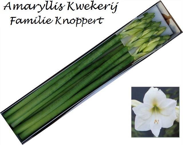 <h4>HIPP GA MONT BLANC x10</h4>