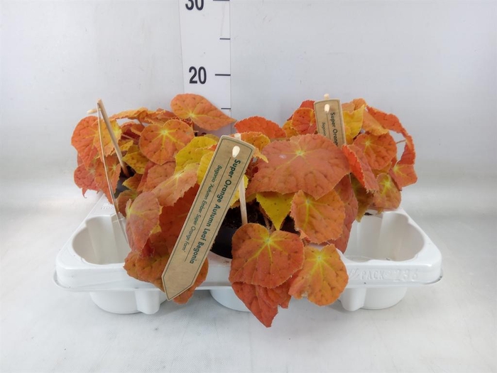 <h4>Begonia BD   ...</h4>