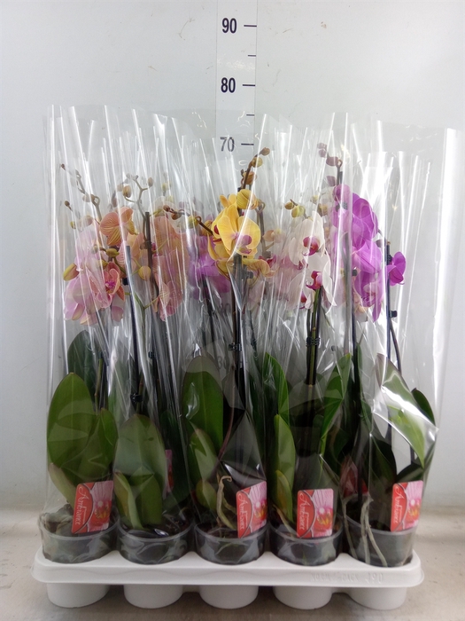 <h4>Phalaenopsis   ...mix</h4>