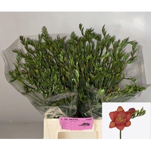 Freesia du Fuego