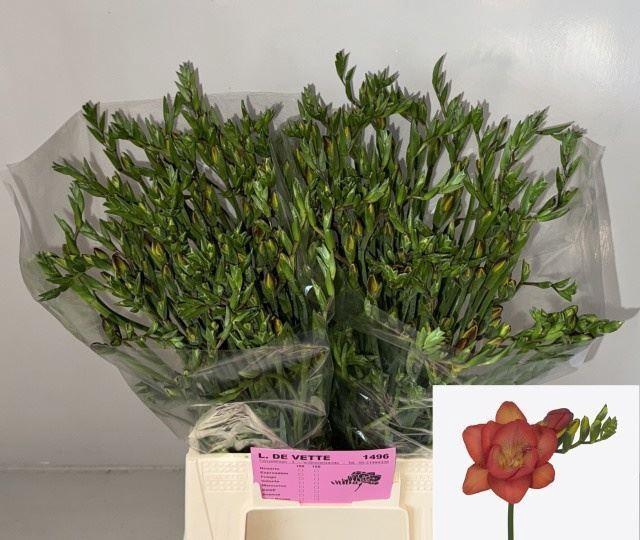<h4>Freesia du Fuego</h4>