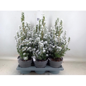 Picea glauca 'Conica'