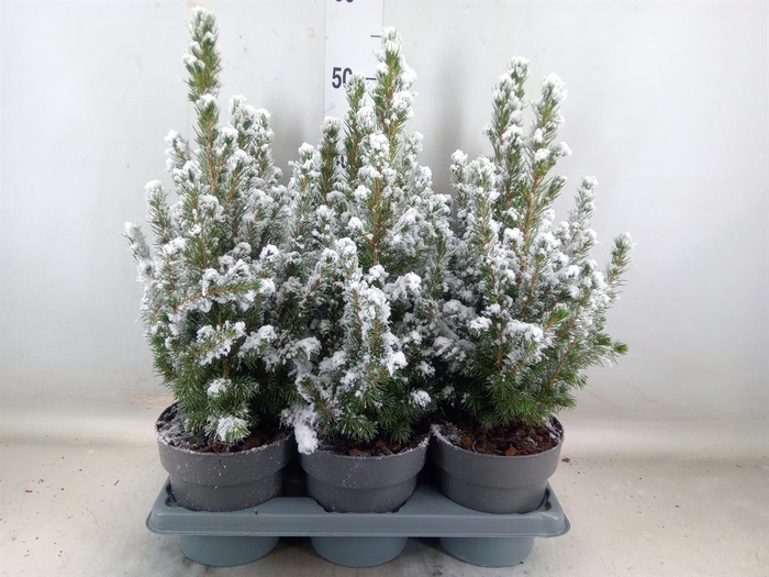 <h4>Picea glauca 'Conica'</h4>