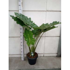 Alocasia portodora