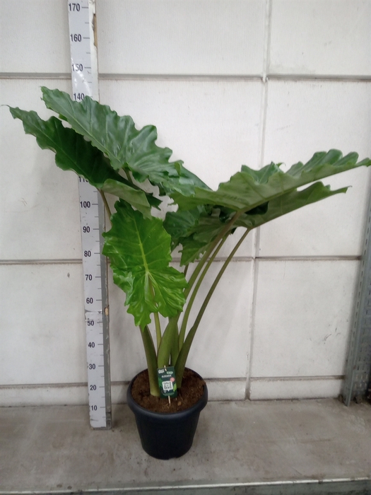 <h4>Alocasia portodora</h4>