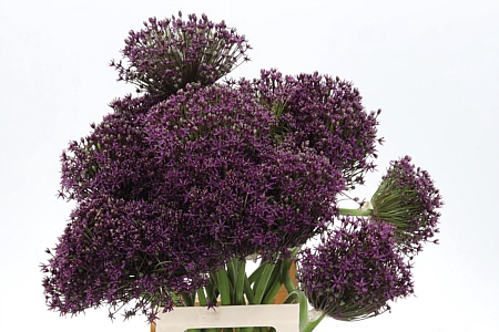 Allium Cherry