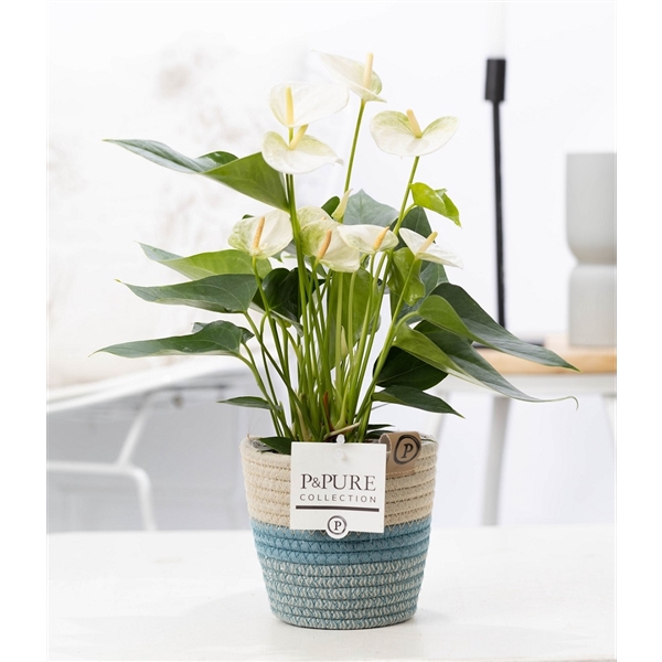 Anthurium white (Elido) in P&PURE Fashionpot Valerie