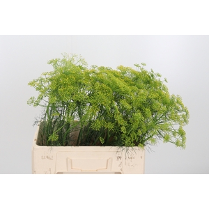 Anethum Graveolens