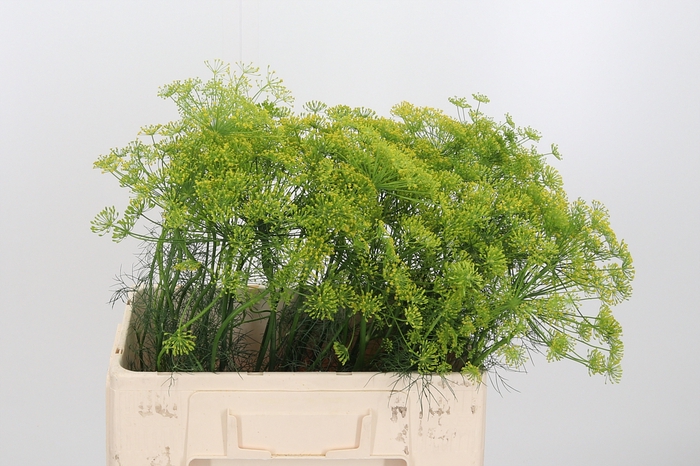 <h4>Anethum Graveolens</h4>