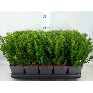 Buxus semp.   ...