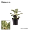 Philodendron Birkin