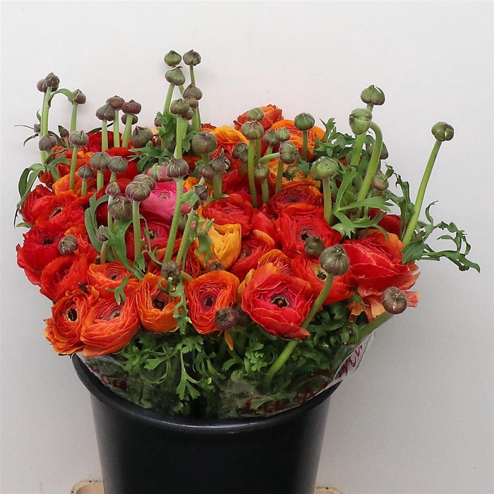 <h4>Ran Su Sr Ole 1a</h4>