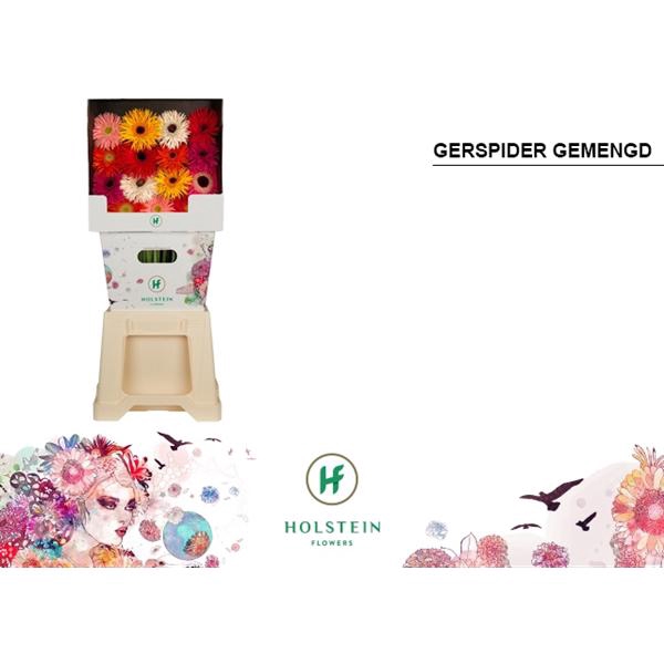 <h4>Ge Gr Mix Spider Big Diamond Holstein</h4>
