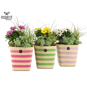 31836: Outdoor Summer arrangement