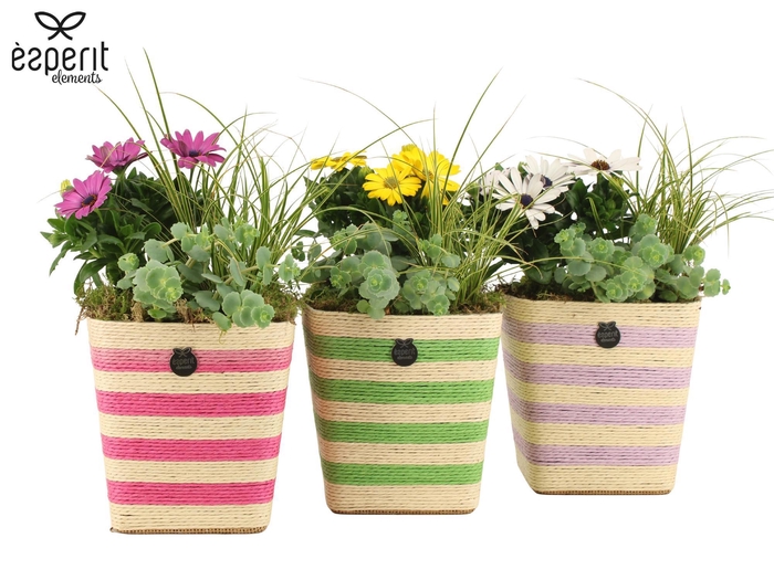 <h4>31836: Outdoor Summer arrangement</h4>