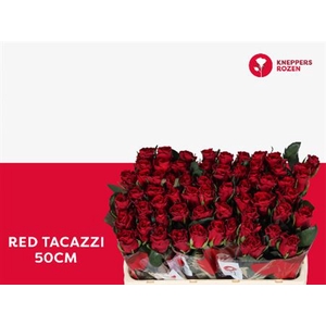 R Gr Red Tacazzi 50 Cm