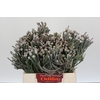 Kaaps Groen Silver Brunia