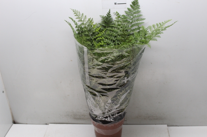 <h4>ASPLENIUM PARVATI P17</h4>