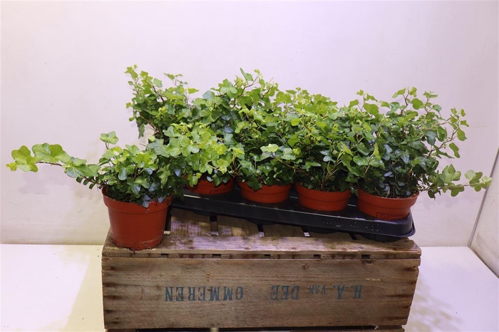 <h4>arr8 Hed He Wonder</h4>