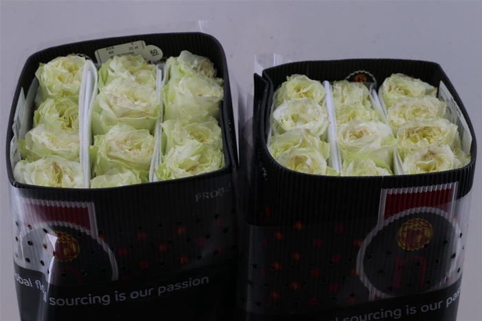 <h4>R Gr Mayra White</h4>