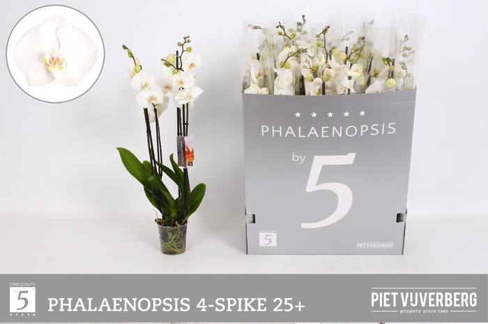 <h4>PHAL OV WIT</h4>