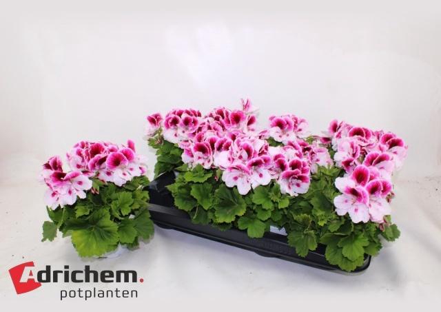 <h4>PEL GR BRAVO</h4>