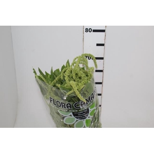 AMARANTHUS VERDE