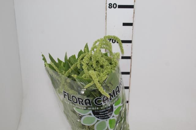 <h4>AMARANTHUS VERDE</h4>