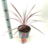Cordyline