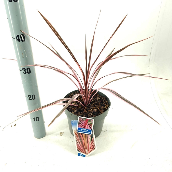 Cordyline
