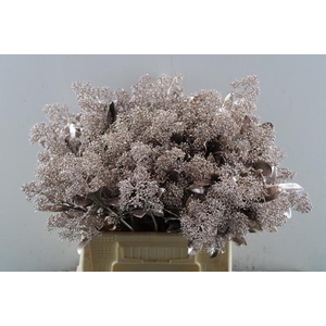 Skimmia Kl Champagne + Gliiter