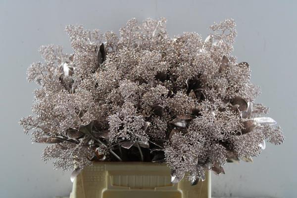 <h4>Skimmia Kl Champagne + Gliiter</h4>