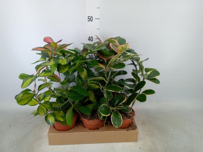 <h4>Hoya   ...mix</h4>