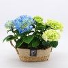 KHCR-2402M Hydrangea creatie