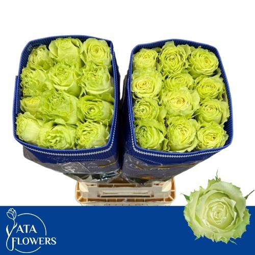 <h4>R GR LEMONADE</h4>