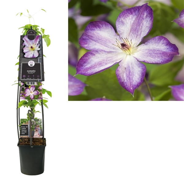 <h4>Clematis Pernille PBR +3.0 label</h4>