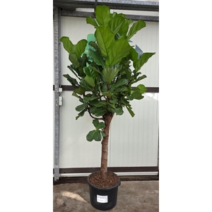 Ficus Lyrata stam 300