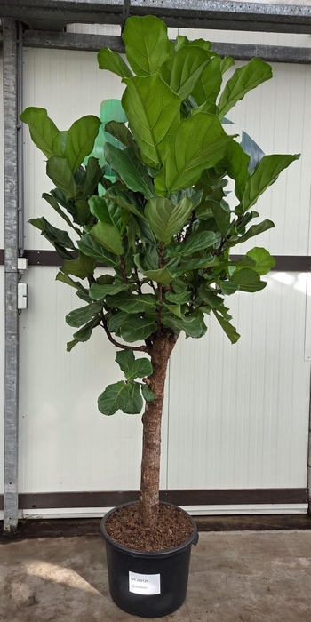 <h4>Ficus Lyrata stam 300</h4>