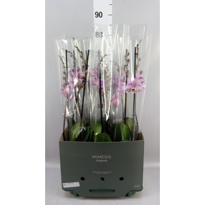 Phalaenopsis   ...rose