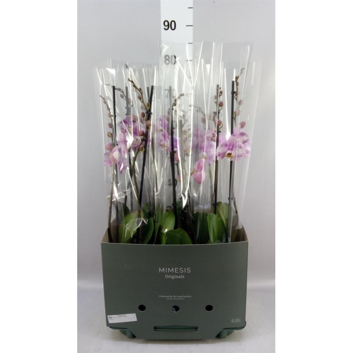 <h4>Phalaenopsis   ...rose</h4>