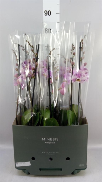 Phalaenopsis   ...rose