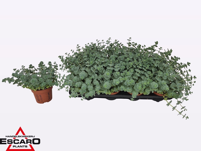 <h4>SEDUM SIEBOLDII</h4>