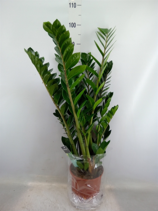 <h4>Zamioculcas zamiifolia</h4>