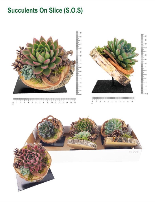 <h4>Arr.  Succulents L%</h4>