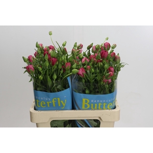 Ranunculus Butterfly Lycia