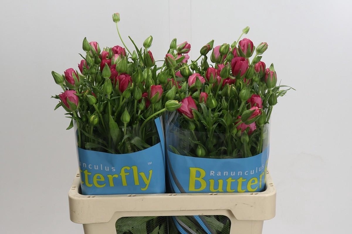 <h4>Ranunculus Butterfly Lycia</h4>