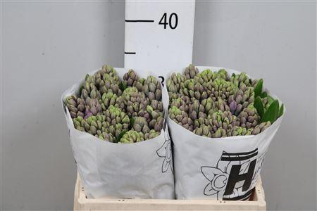 <h4>Hyac Purple Star</h4>