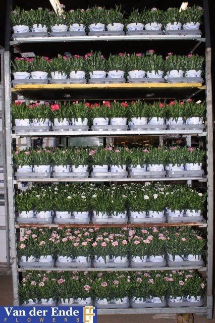 Dianthus Mixk 6 Kl 1 Kleur Per Tray