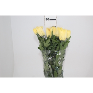 ANASTASIA SUNNY 080 CM AMARELO